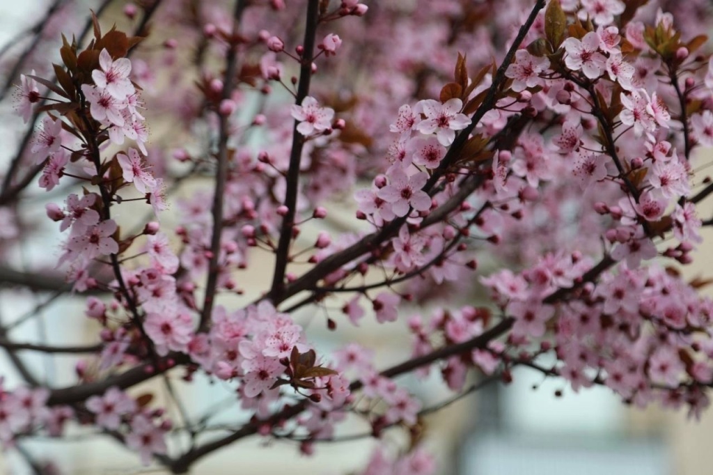 Летом в Воронеже городские клумбы украсят более 34 тысяч однолетников