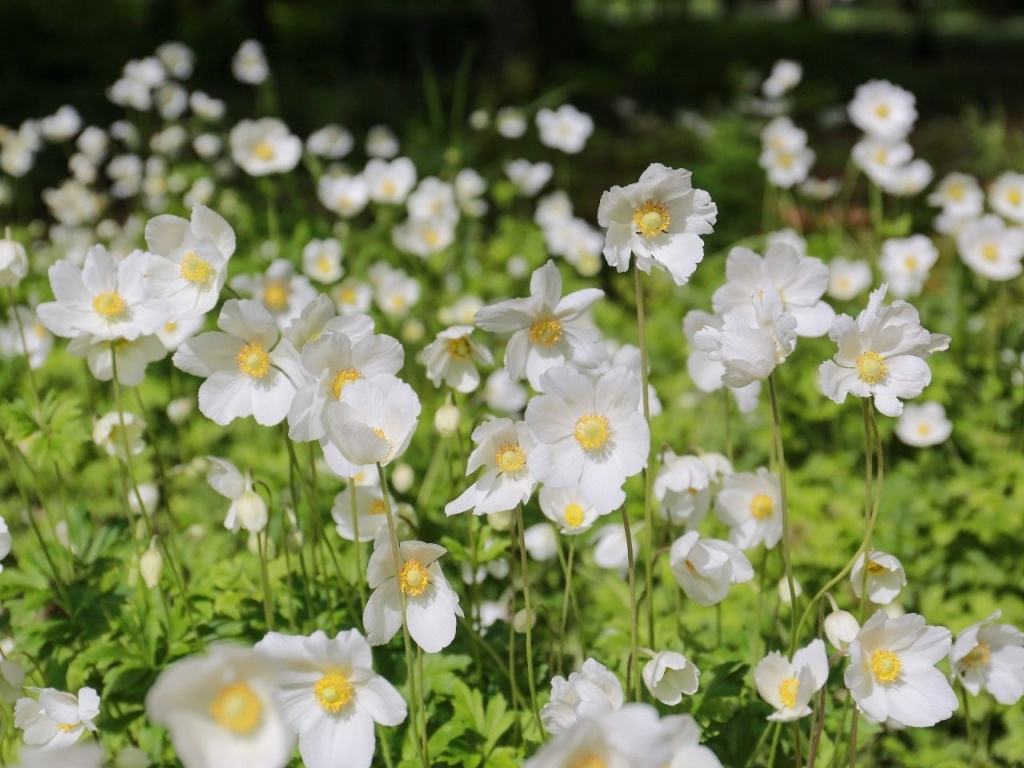 Летом в Воронеже городские клумбы украсят более 34 тысяч однолетников