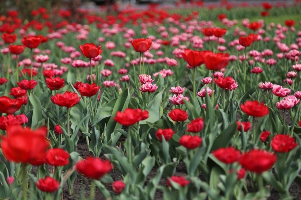 Летом в Воронеже городские клумбы украсят более 34 тысяч однолетников