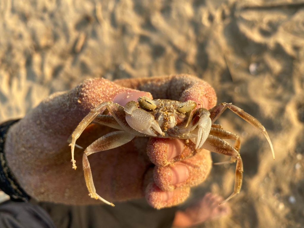 РБК: малый бизнес РФ пожаловался на потерю «исторического» вылова краба