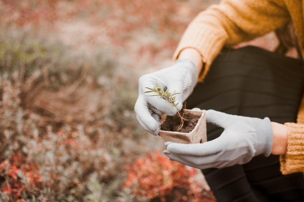 В Екатеринбурге в ближайшее время высадят 20 тысяч саженцев хвойных растений